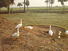 Near Pond side-behind the temple, Shanti Dham, Karmala
